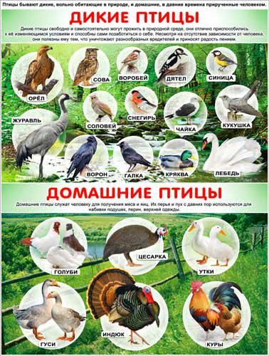 Плакат А2 'Дикие и домашние птицы' 450х595 мм, Р2-187